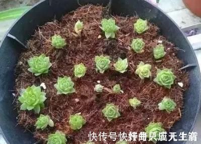 爆盆|为何别人的肉肉轻松就爆盆,原来他们种了这种会生“宝宝”的多肉
