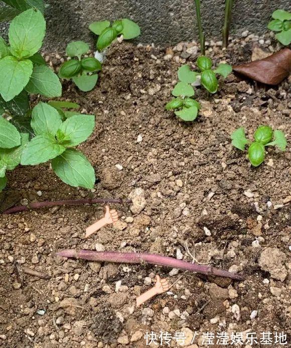 花友|5种花最好别养,根钻得到处都是,砍都砍不尽