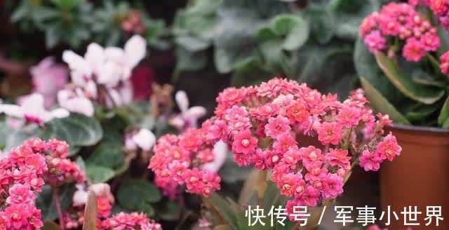 叶片|长寿花的大叶片要不要剪掉?等到出现这些情况,再动手不迟