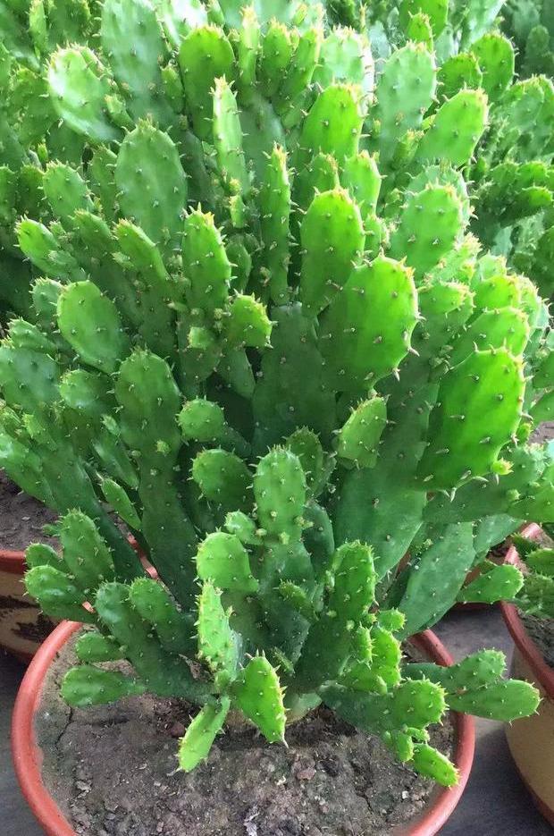 观音掌@千手观音掌,长到一米高,层层叠叠满“巴掌”,一层黄花一树果