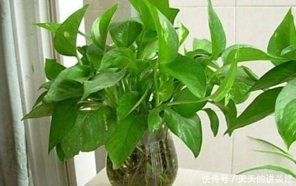 轻松|教你在家水培绿萝,多注意2点细节,枝叶轻松爆满盆,忒美