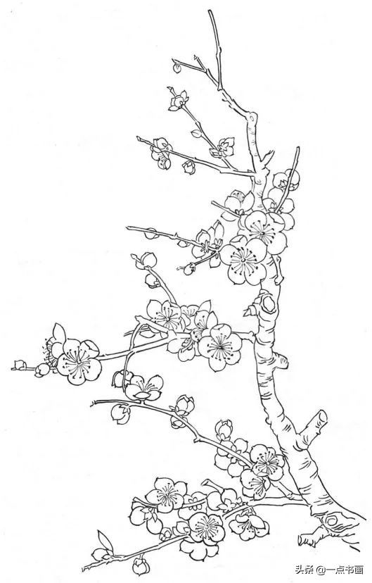 工笔&梅花的工笔画法