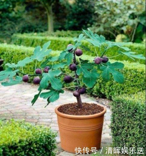 营养果|盆栽无花果先长“壮汉身”,后长“营养果”,果子满枝吃不完