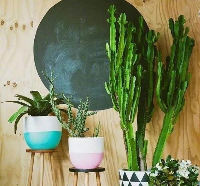 新芽|搬新家之前,一定要养“这6种花”,除“甲醛”效果好