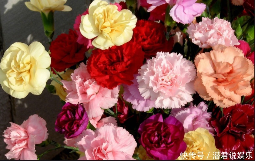 绿萝|有钱人最喜欢养“3种花”，四季都开花，镇宅又招财，比绿萝好养