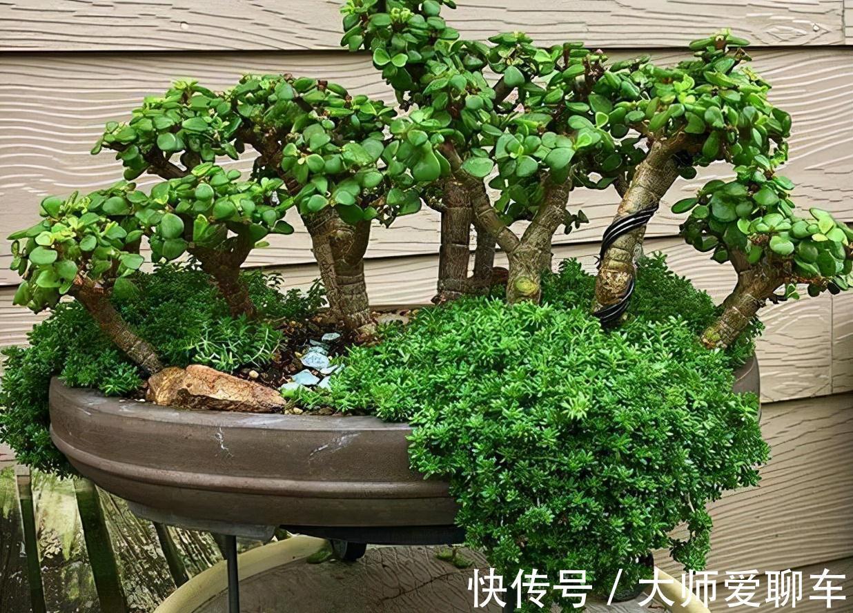 公认的6种吉祥花,株型奇特寓意好,还能吸废气,大人孩子都喜欢