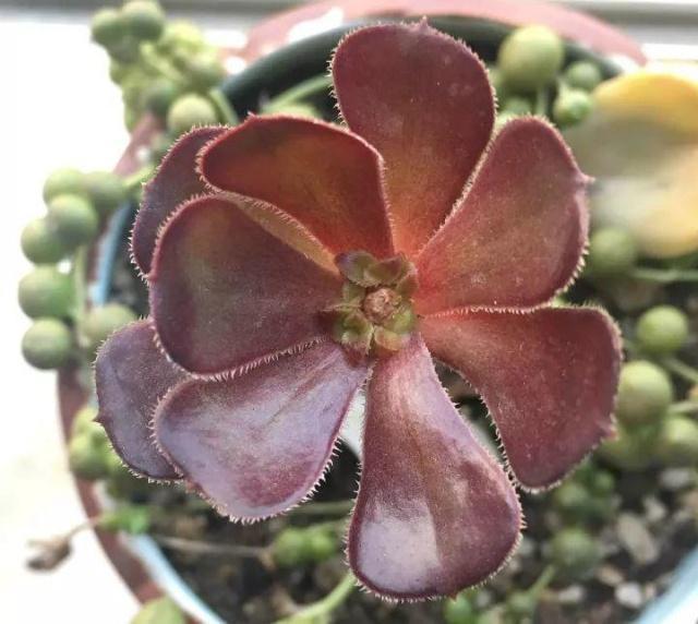 多肉懒得不长个狠心掐掉这里，呼呼冒出一堆新芽！