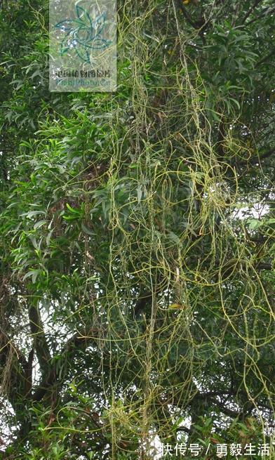 无根藤，见过吗？内治泌尿系结石、肾炎水肿；外用治皮肤湿疹