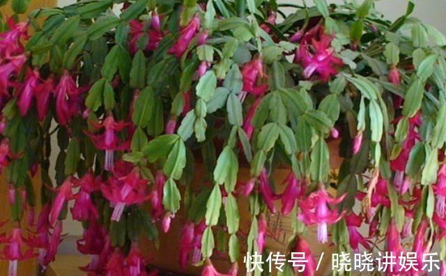 养蟹爪兰时,在盆里丢点这种“小玩意”,根系、叶片蹭蹭长不停