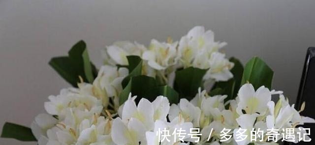 花头|用一束沁人心脾的姜花，来挥别这个夏天！