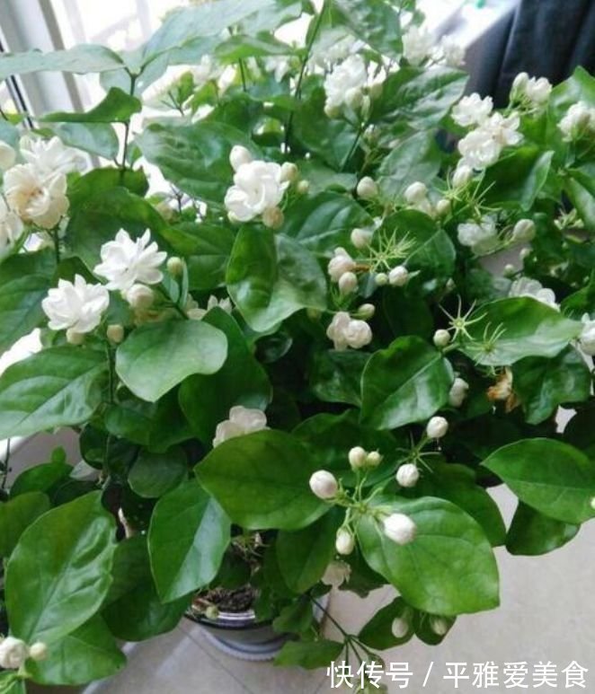 花朵|开花最香的4种花，家里养一盆，开花多、长得快，花团锦簇