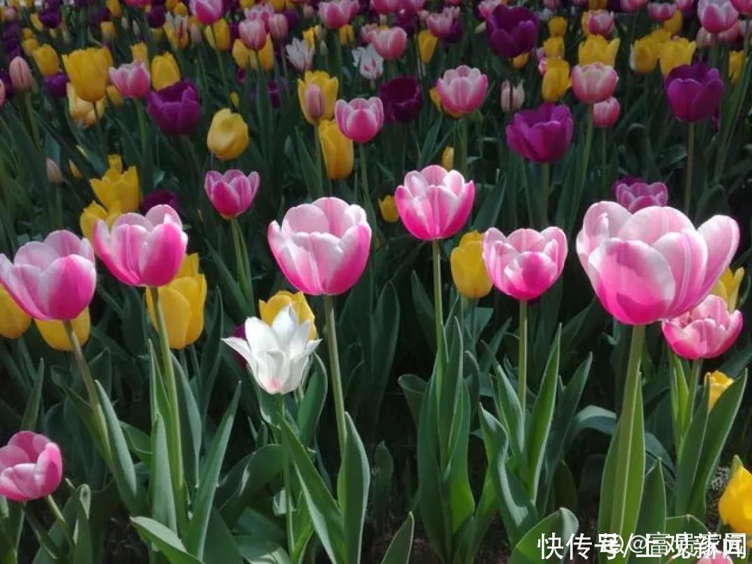 玉簪北方能露天越冬吗