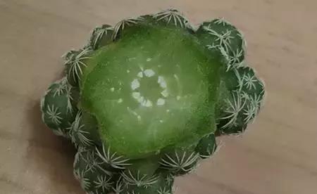 扦插|仙人掌烂根不要扔,切掉烂根埋到土里