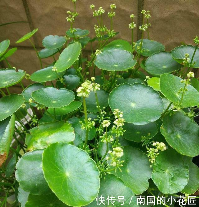 养铜钱|铜钱草不用买,去河边扯一点,浇点水就能活,两月长满盆