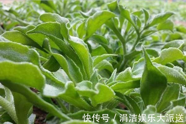 结晶体|女性不想满脸皱纹,不妨多吃此菜,去除色斑、抹平皱纹,年轻十岁