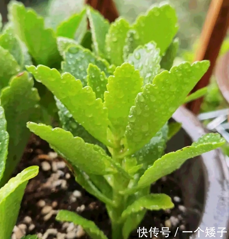 入秋后，长寿花这样养起来，避免它“装菜”不打花苞！