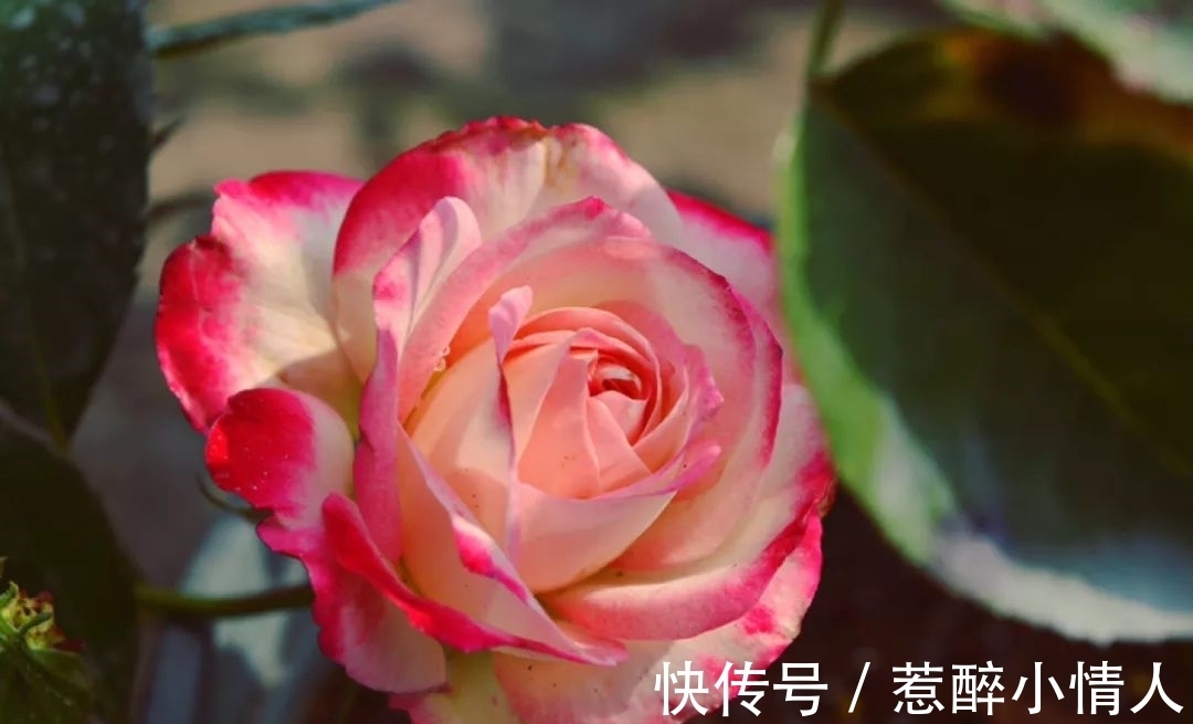 冬天修剪分“轻重”,有的花剪狠了,再也不开花