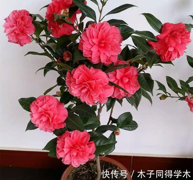 冬季买花就选这九种,冬天也能有花赏,春节变得喜庆、红艳艳