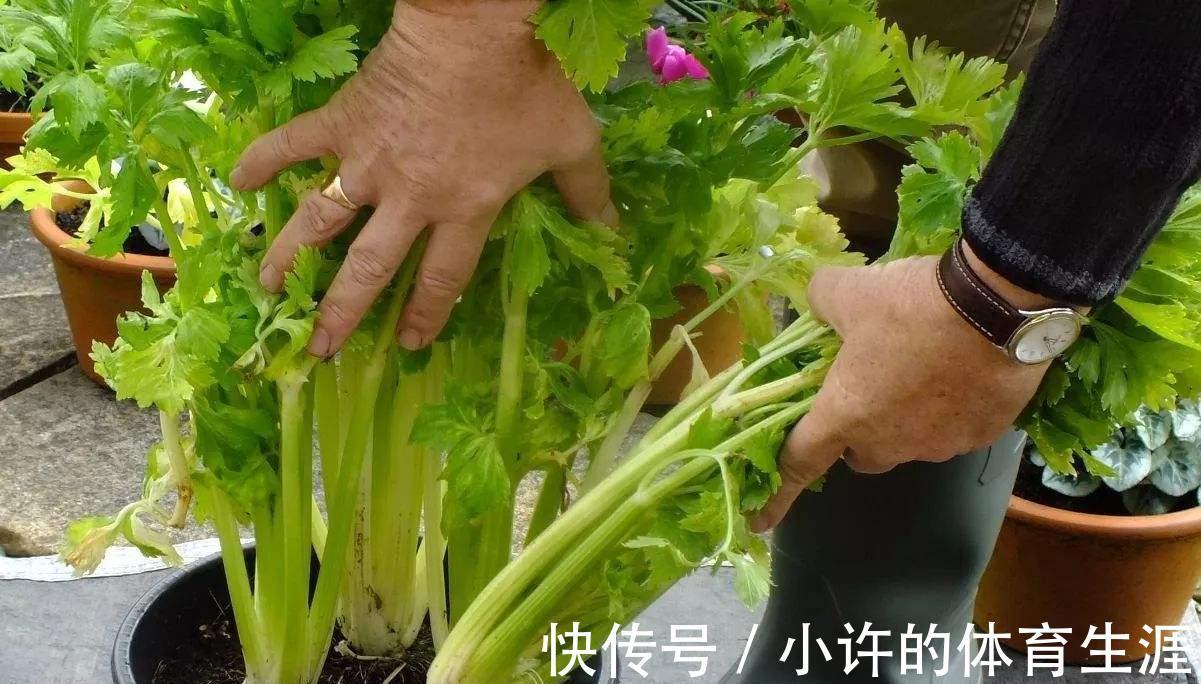 6种青菜根,吃完不要扔,插进花盆,浇浇水,20天长成“小菜园”