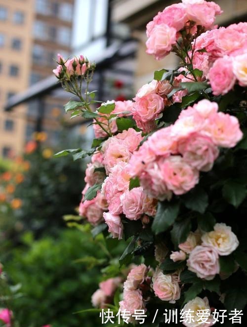 院子里种了13棵藤本月季,各有优缺点,到底哪种好!