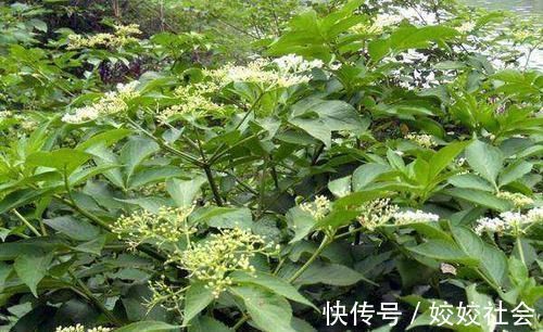 关节炎|乡下的这种野草,被誉为“接骨草”,专治骨折,颈椎病关节炎