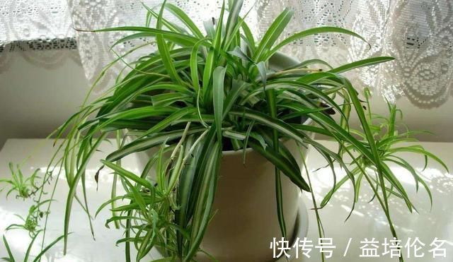 金边吊兰|吊兰放在家中哪个位置摆放在“3个地方”，一天一个样，长爆盆