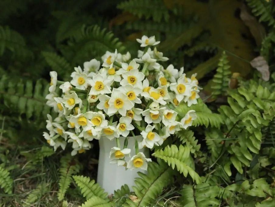 桃花岛水仙花正开|普陀冬日| 桃花岛