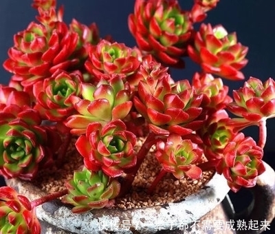 多肉蒂亚穿裙子长得丑?做好这件事,由绿变红,养成小老桩!