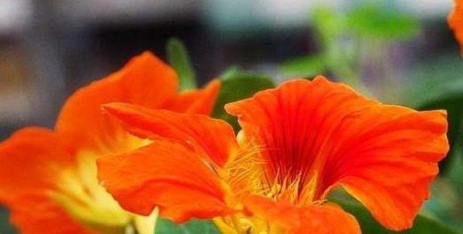 这些盆栽植物疯长爆盆很容易!分分钟长满阳台,扮靓你的生活