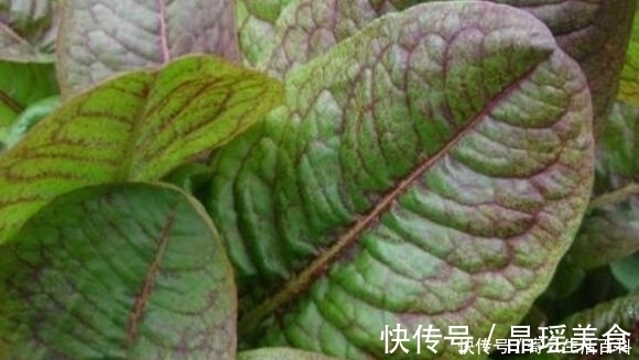 野草|农村有一种野草,叶子会慢慢的变色,曾经是穷苦人的救命草!