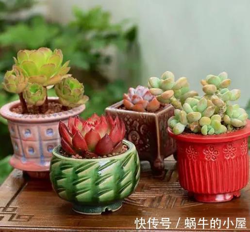 百合花|5种花适合“穷养”,小盆挤一挤,浇水懒一些,反而长势好