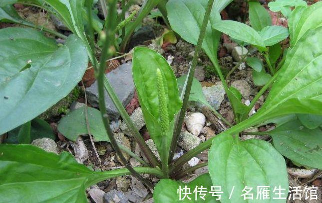 野菜|农村不起眼野菜，能利尿降压，清热滑肠，去寒安神，早看早知