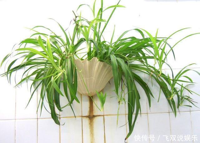 家里放什么植物最好其实有这5种就足够了!你家放了吗