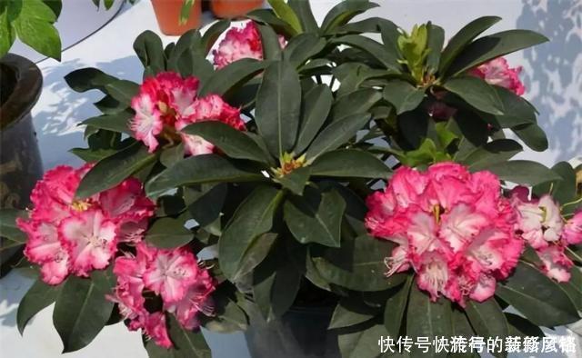 5个养花小技巧,既简单又实用,不愁学不会养好花