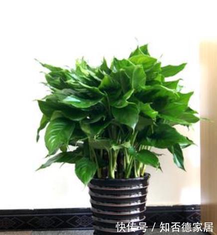 6种花真吉利,养在家里带来好兆头,长势健壮颜值高,值得拥有
