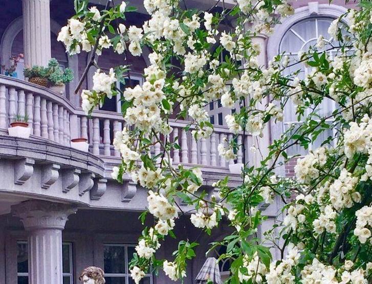 植株|90岁老爷爷为初恋种了满院的茉莉,每次开花,就会引来路人观望