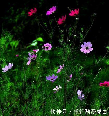 5月开始 喜鹊报喜 4属相桃花旺财源广 事业顺利 生活更精彩 粉紫色