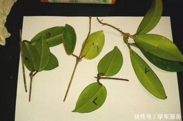 3种花,就得趁现在扦插,再晚就不生根了!3种花,就得趁现在扦插,再晚就不生根了!