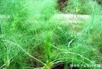 小茴香|女人常吃此物,子宫越来越干净,不想满脸皱纹可以试试