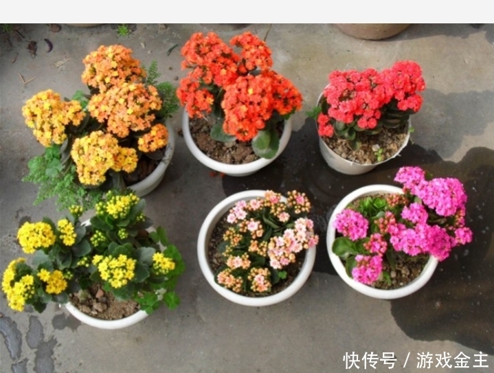 长寿花怎么摘心和修剪？让它爆发更多的侧枝，开更多的花花