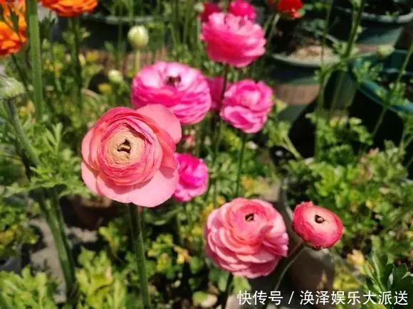 种花|3种花人称“夏必死”,买一盆死一盆,新手小白别忽视