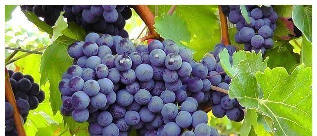 想要|女性想要身体好,常吃四种食物,补血益气,缓解疲劳,增强抵抗力