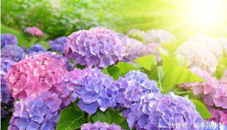 春季逛花市,邻居只买“4种花”,花香飘满屋,开花繁盛,很喜庆