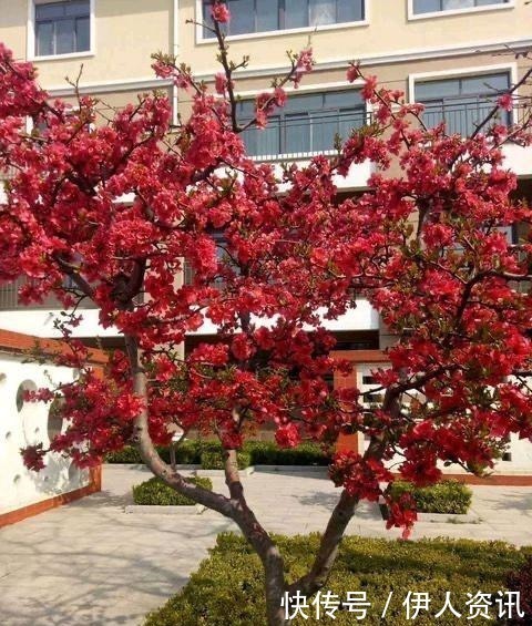 肥沃|一种花叫“木瓜”，耐寒好养，开花漂亮，春季开满枝，比玫瑰美