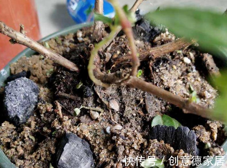 木炭|木炭养花小知识:消菌杀毒、明确目的和用法,一步都不能少