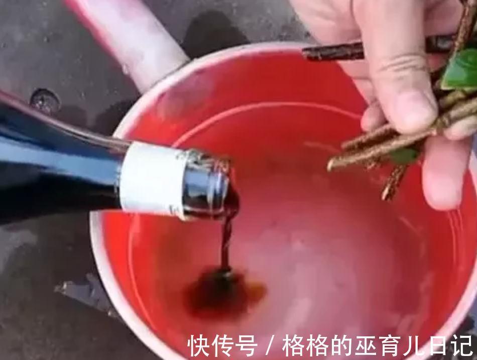 养花自制“小甜水”,扦插时生根发芽长得快,比“生根剂”还好用