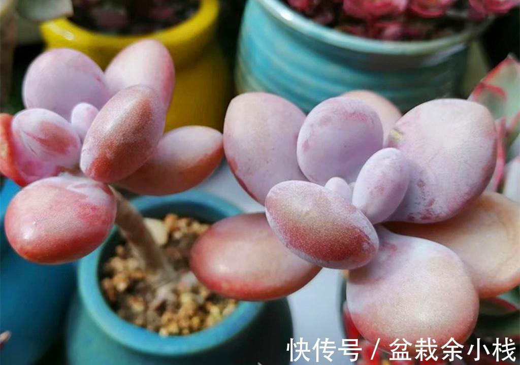 新手|还是多肉新手时，做了很多古怪的事情，拿出来给肉友们当反面教材