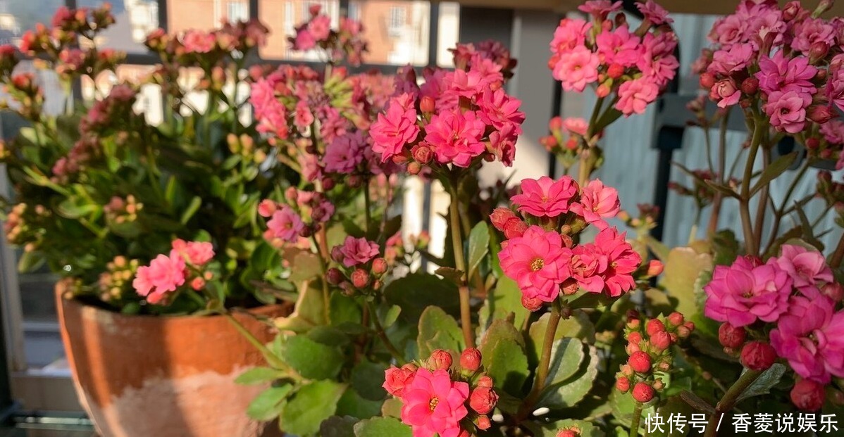 花农|长寿花叶子边缘枯萎的原因是什么,花农说出4点,需要引起注意