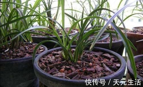 营养土不用花钱买，自己制作的“营养土”，养啥花都旺