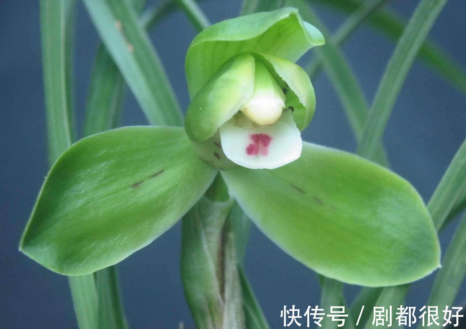 兰科兰|春兰什么时候开花,春兰花期前这样养护能够花开爆满盆